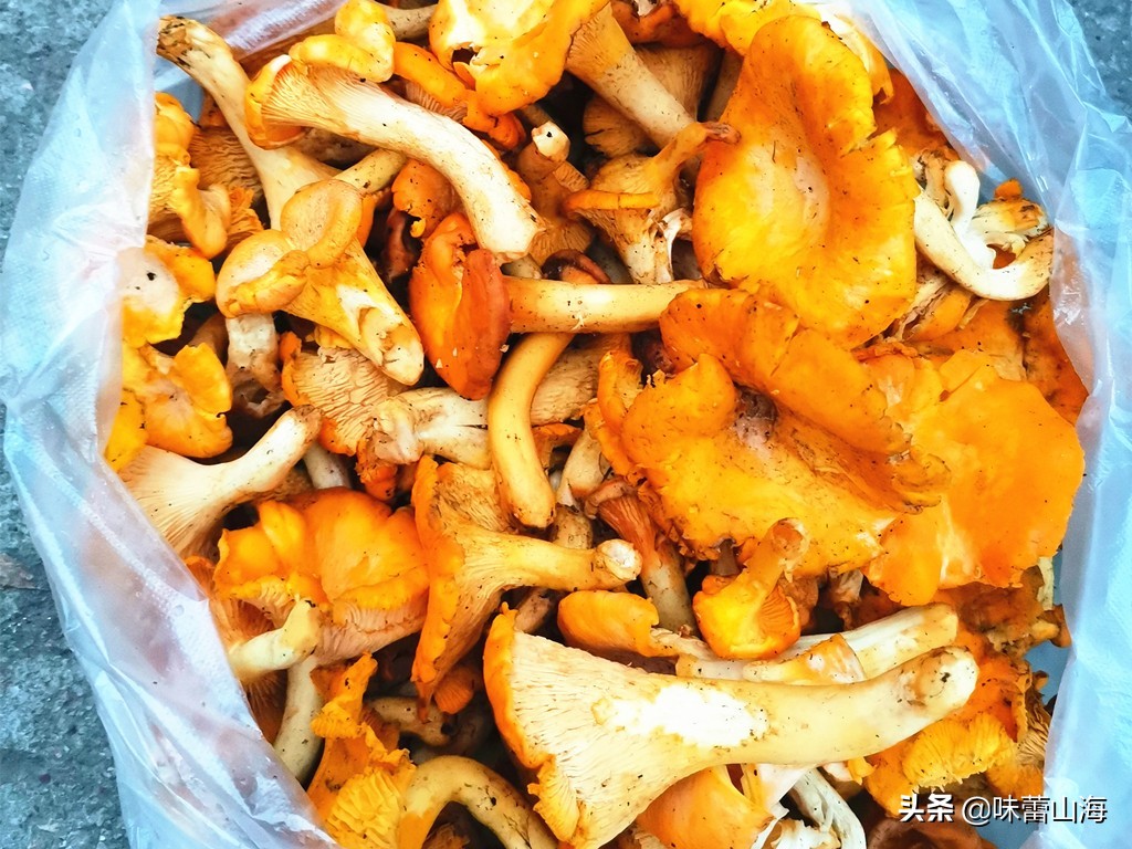 鸡油菌多少钱一斤(鸡油菌) - 价格百科