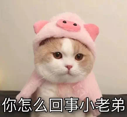 猫咪表情包：我是一个没有感情的杀手