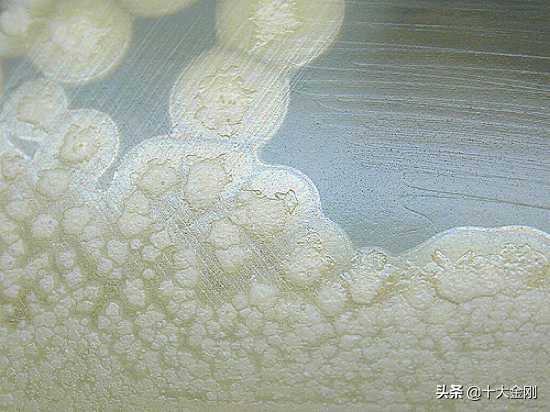 10大世界上最致命的生物！第一太可怕