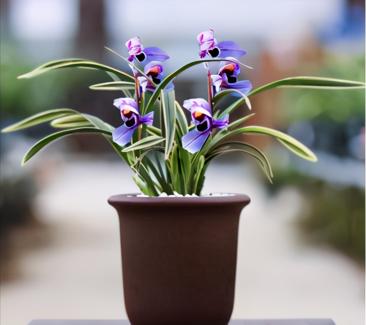 紫兰花的图片（观赏高贵具有别样气质的顶级兰花）