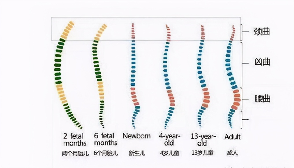 这样抱宝宝，当心孩子以后驼背、高低肩，图解3种正确抱法可收藏