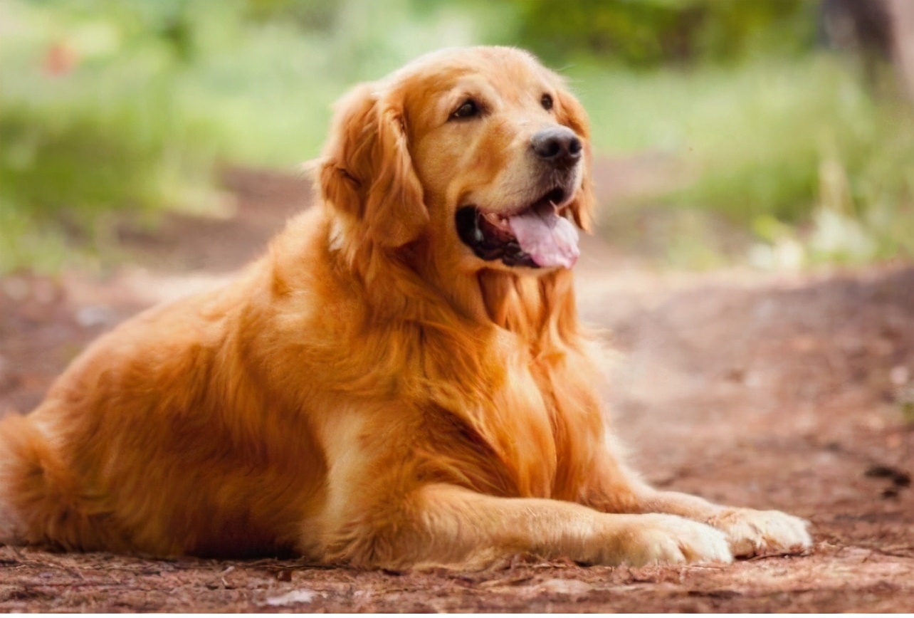 这几种狗,价格不高又好养,很适合在家里养