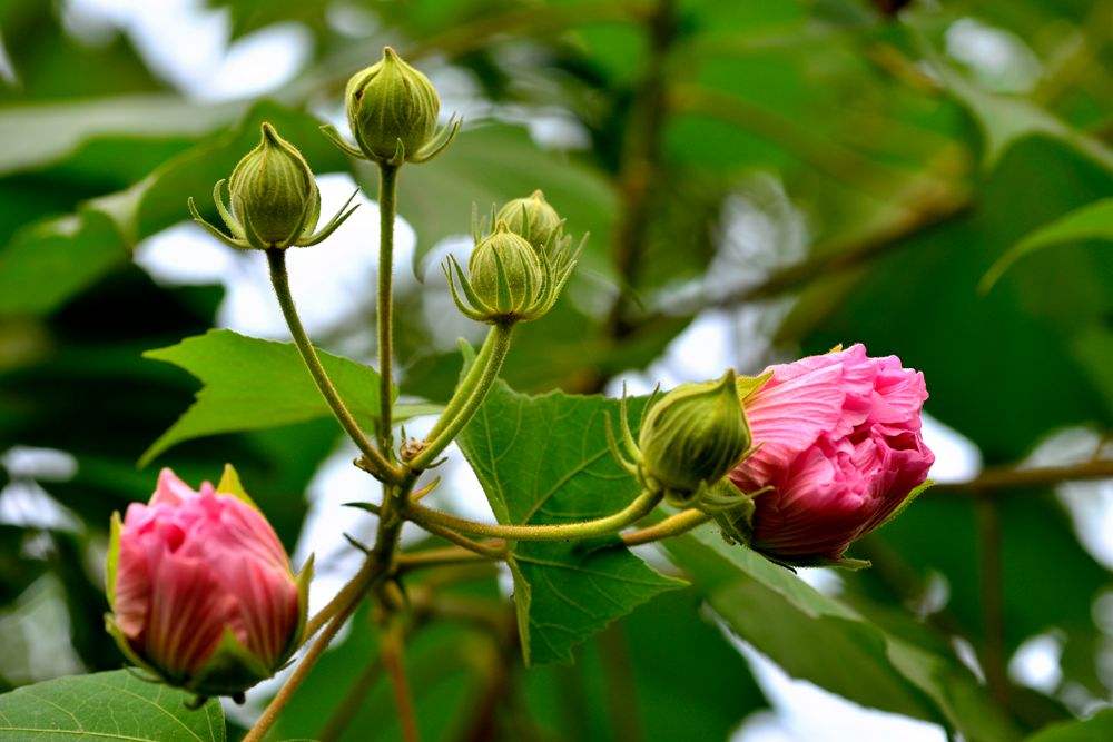 花开诗话：芙蓉花