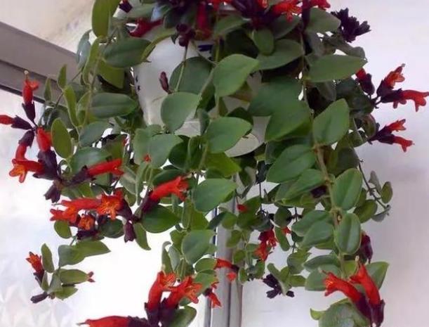 适合吊养的5种开花植物,好看还不占地方