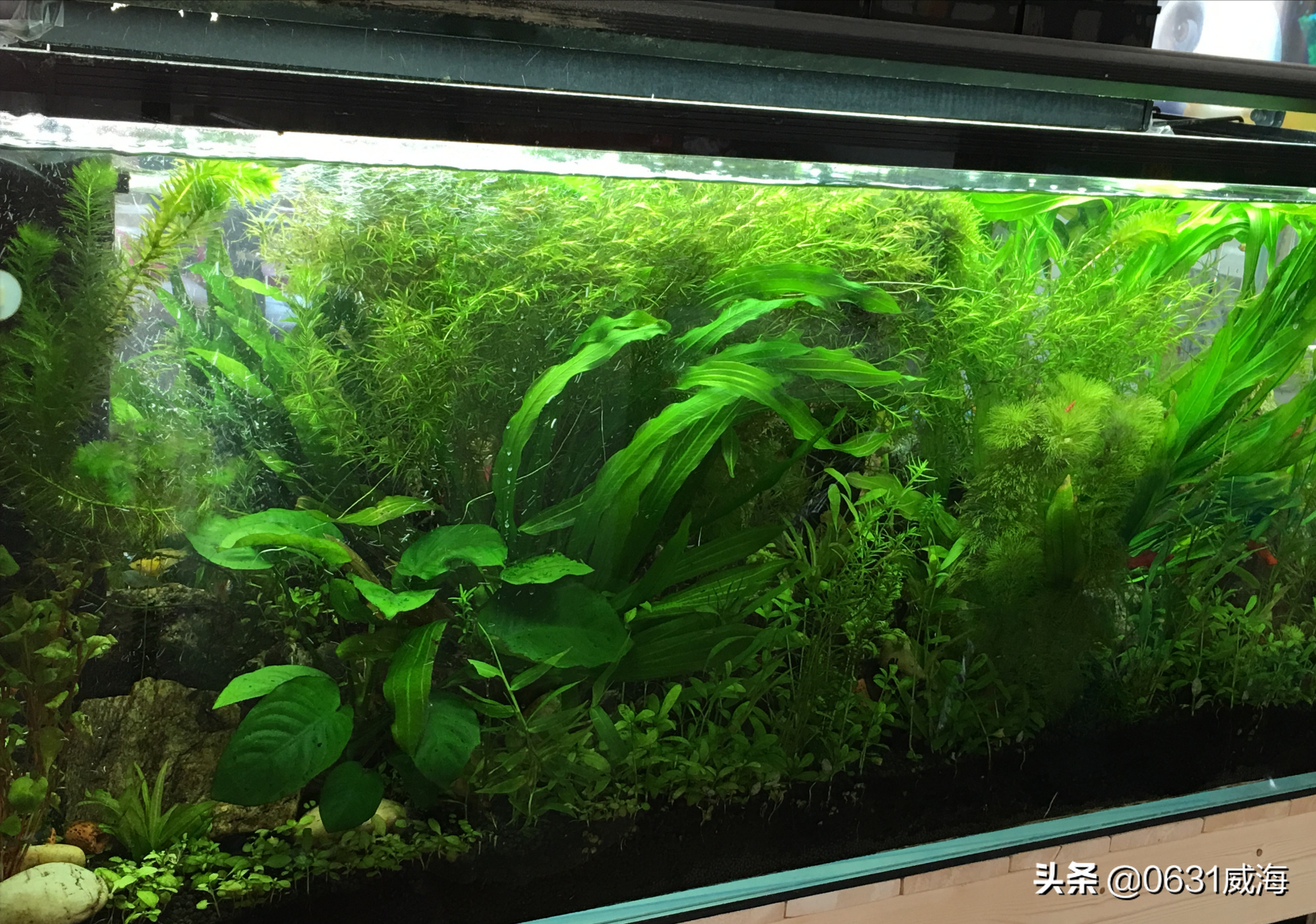 蜈蚣草水草怎么养(蜈蚣草的养护方法讲解)