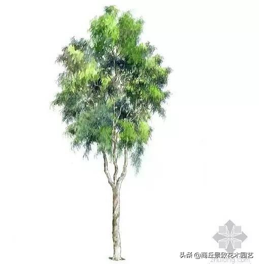 常绿乔木有哪些树种（70多种常用常绿乔木图例宝典）