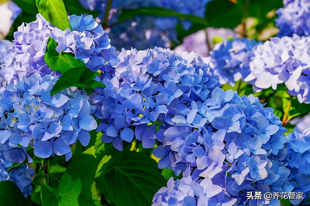 绣球花有几种颜色（详解七变花的名字由来）