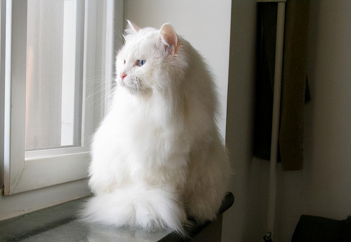 土猫图片土猫颜值代表