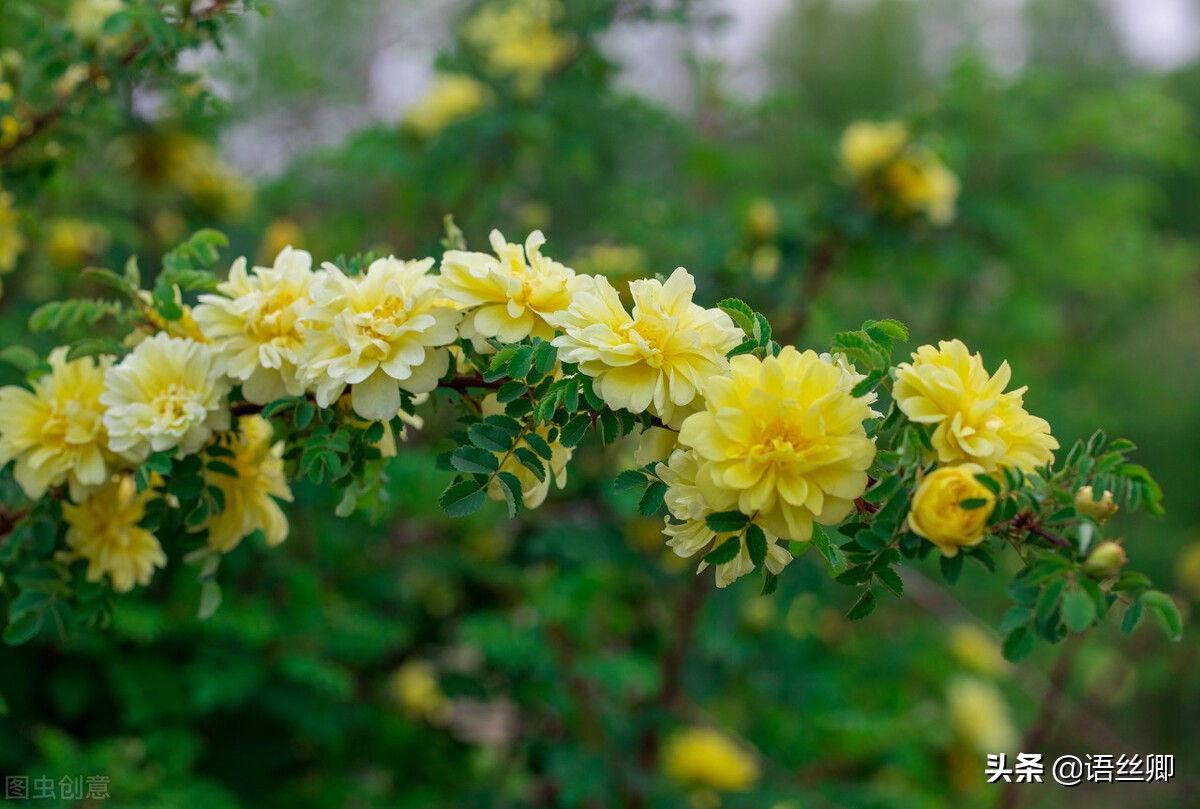 「随笔」那一抹鹅黄