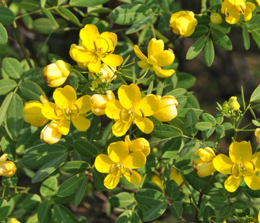 绿化草图片(100种绿化带或路边常见的花草树木)