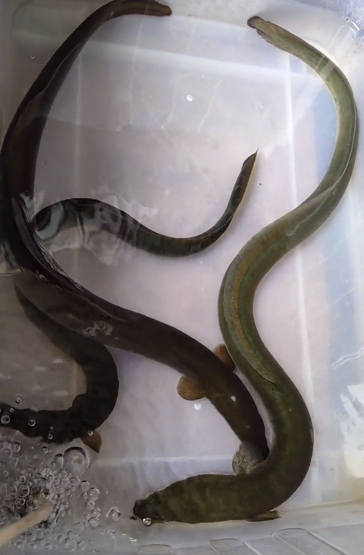 广州男子珠江钓起3条罕见河鳗,网友:好鱼,至少1000到手
