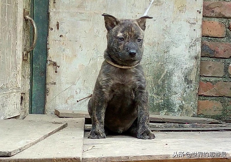 5种国人认为最好的山地猎犬，广西一只，四川就占了两只