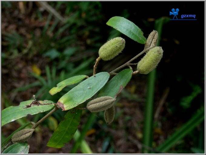 中药材野山芝麻