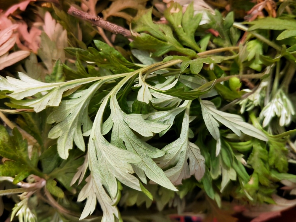 13苦蒿泡脚的功效和作用 -生活知识库-动动脑