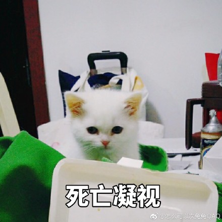 猫咪表情包：你开心就好