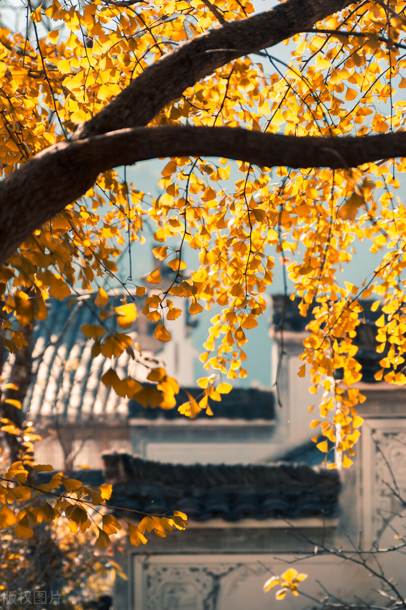 时光未央，静候流年，提笔万水千山，落纸红尘万卷