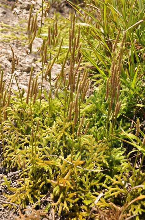 过江龙,见过吗?祛风胜湿,散瘀止痛,主风湿痹痛,手足麻木