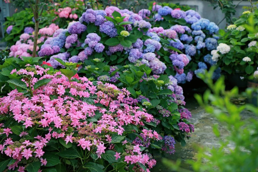 海妈花园访问｜想种花没地方？重庆小学老师在学校楼顶造了座花园