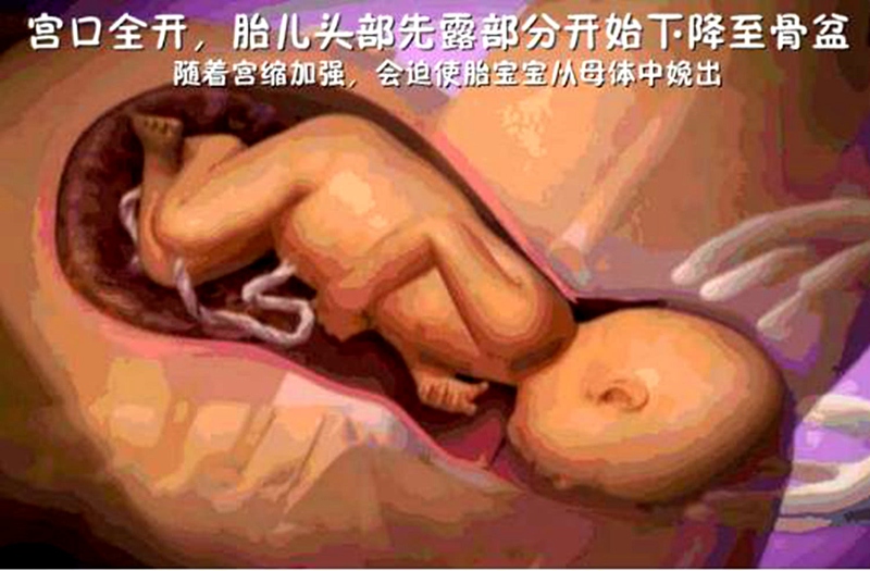 怀孕生子不只妈妈在付出，胎宝也很努力，看完分娩过程你也会感动