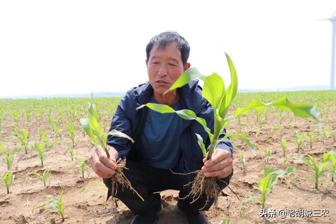 高塔造粒复合肥,高塔造粒复合肥和普通复合肥有什么区别