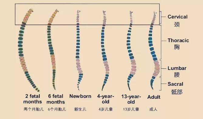 婴儿的颈椎跟成年人的颈椎有哪些不同?