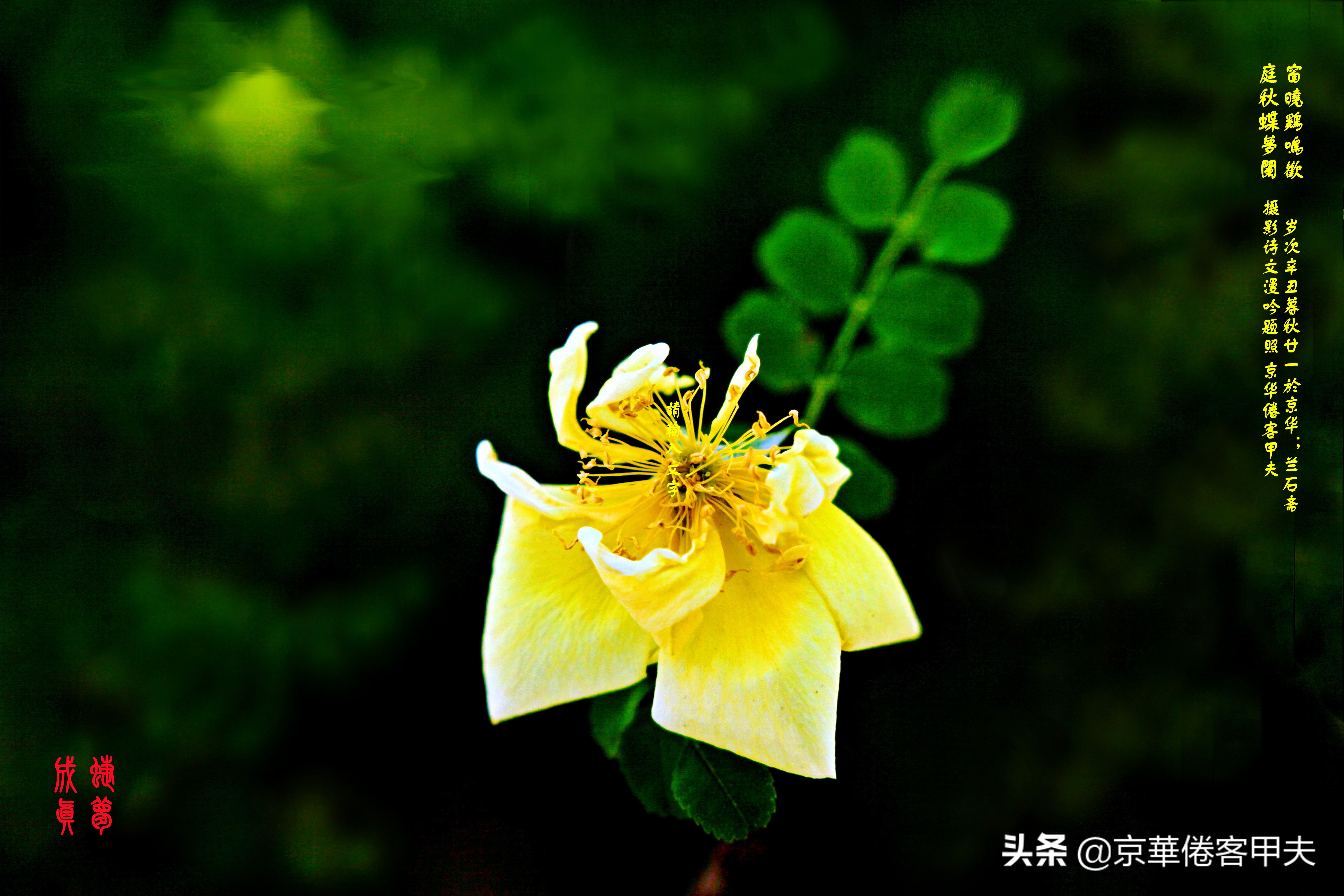 甲夫原创/友情鳞鸿：林下风致景色幽，冰肌玉骨清颜媚