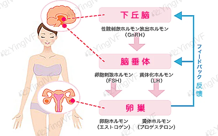 试管婴儿促排卵,4类药物和六种方案总结