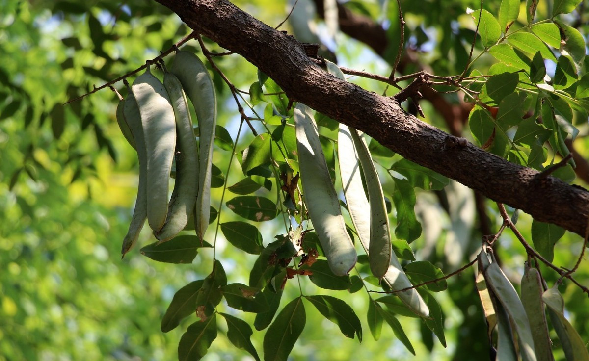 水皂角功效与作用(水皂角提取物的功效)