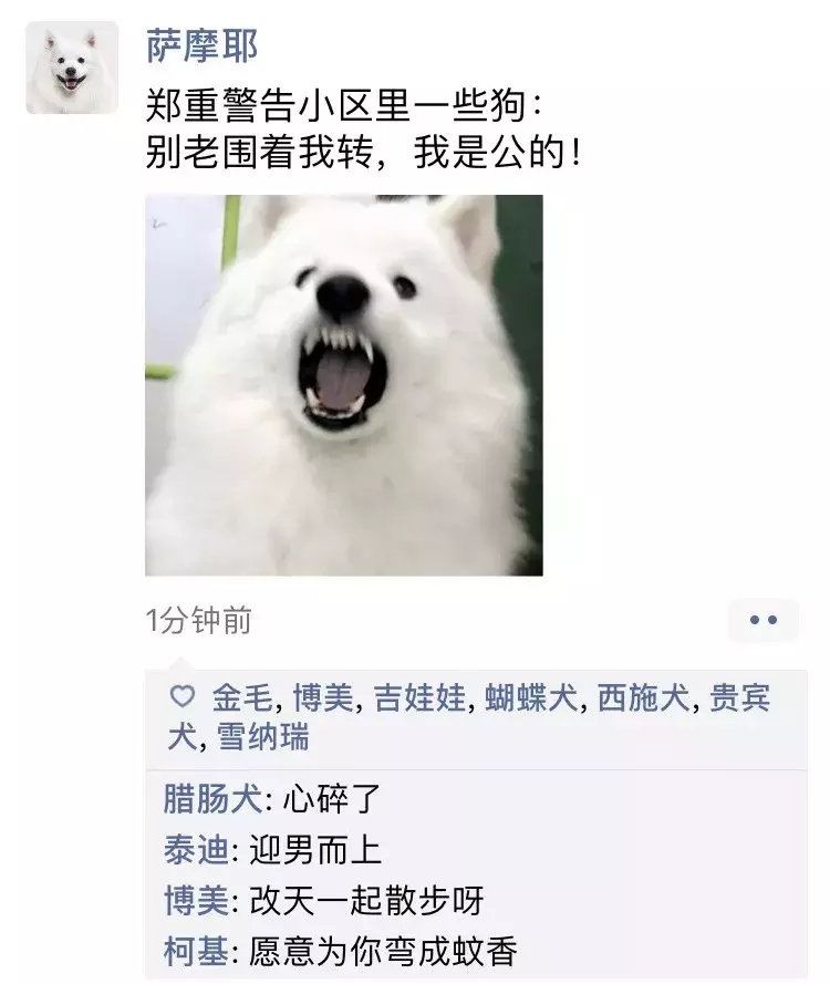 如果狗狗会发朋友圈，是什么样子？