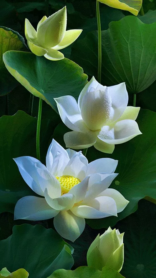 《紫莲花》夏署初临炎日照,紫莲朱菡雨烟茫.