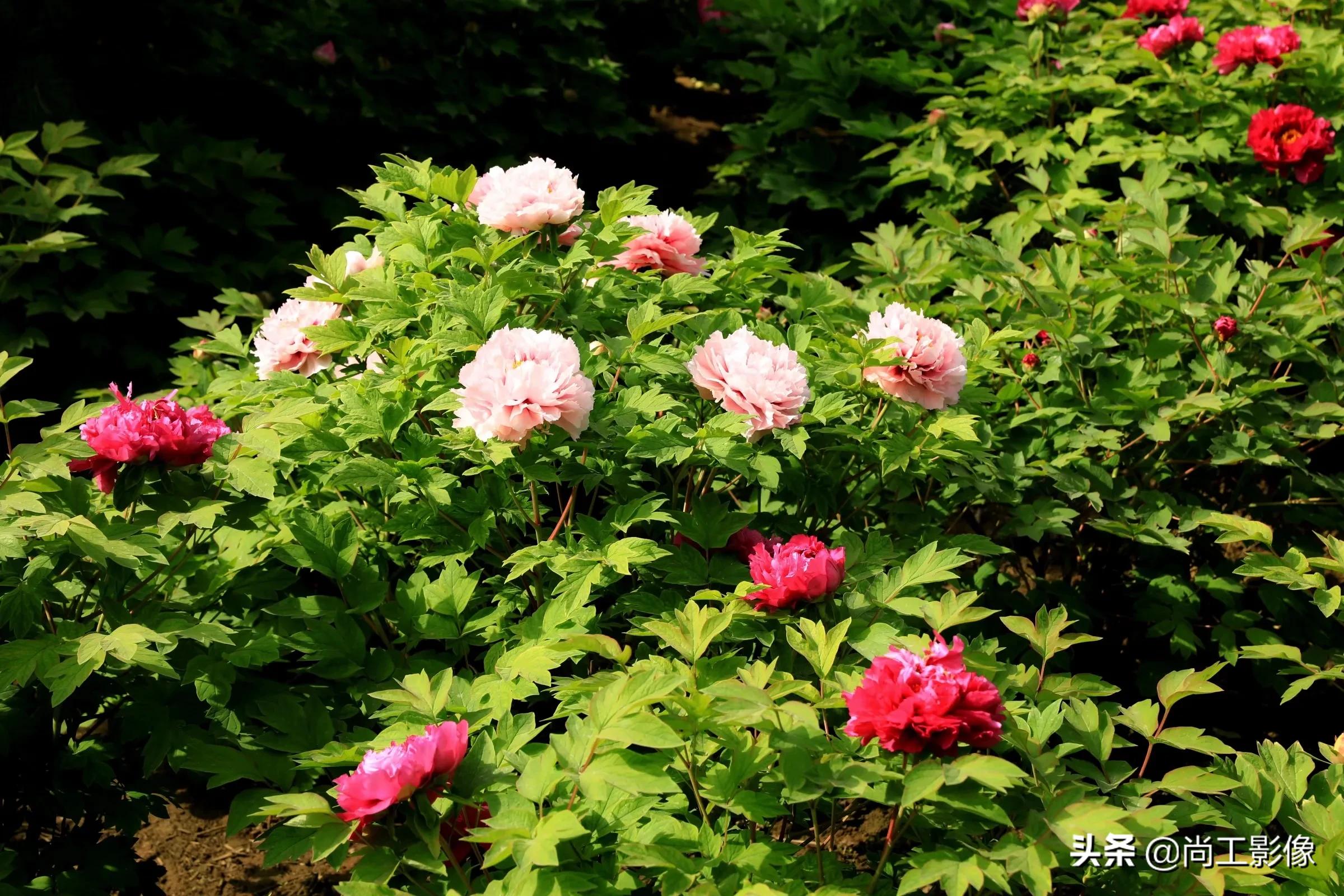 惟有牡丹真国色，花开时节惹人醉