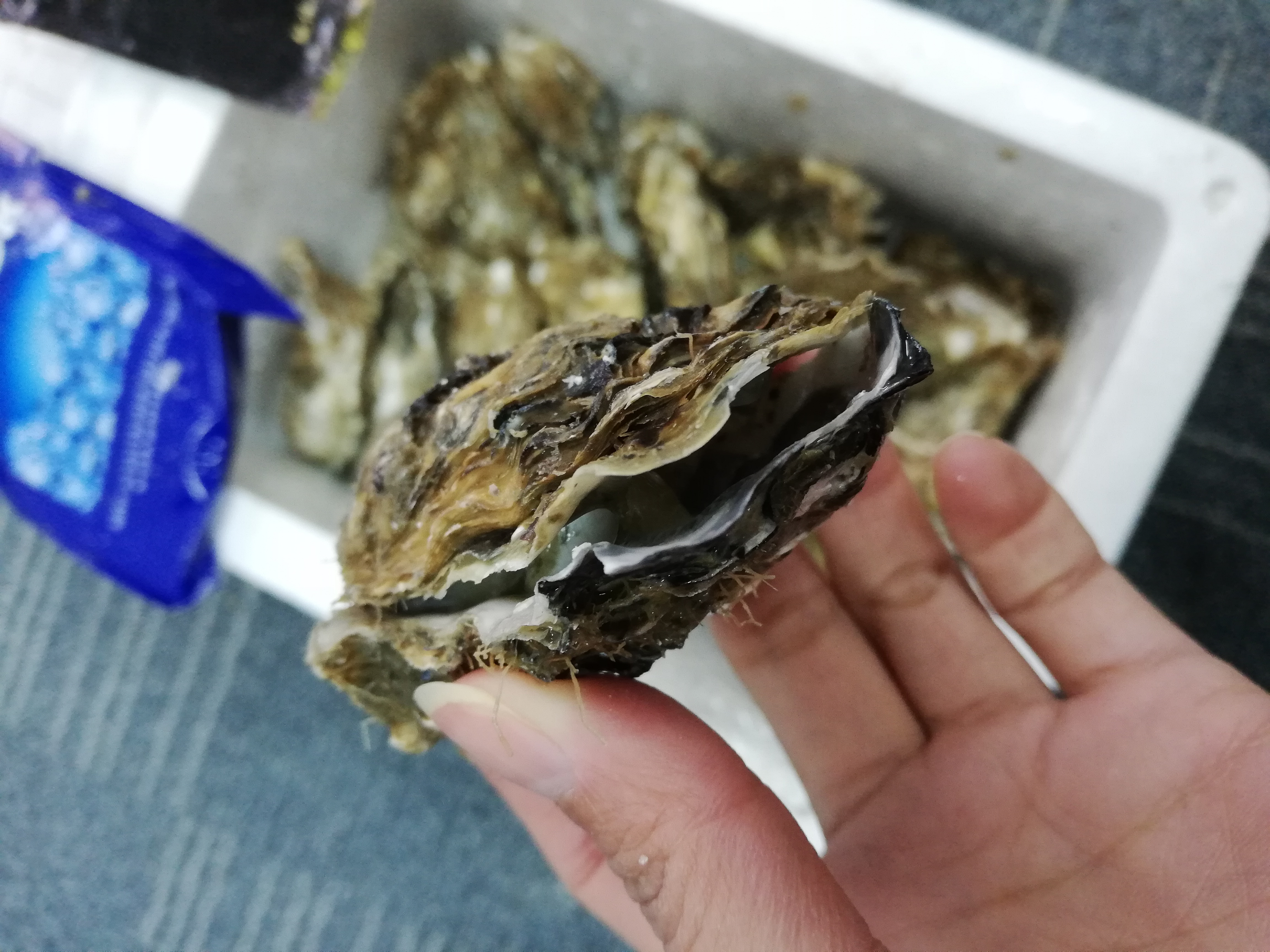 生蚝如何判断是否新鲜?能活多久?该如何暂养保存?生