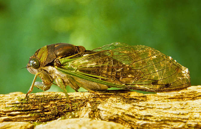 乡土散文:一夏蝉歌知多少