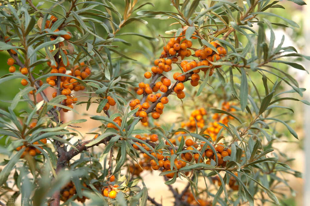 名震新疆的沙棘和沙枣,你还在傻傻分不清?