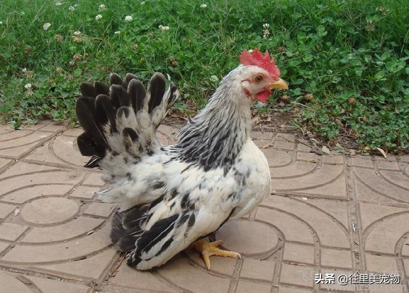 一只鸡而已，何以能卖到几千块钱？因为它跟本就不是普通的鸡