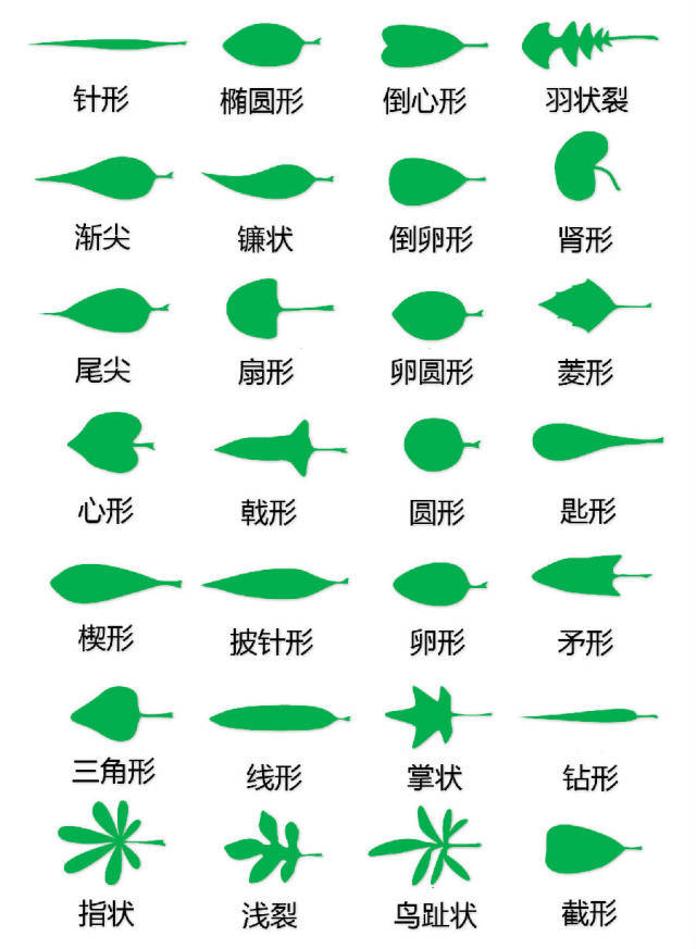 花的基本结构简图（教科书般的植物形态图解）