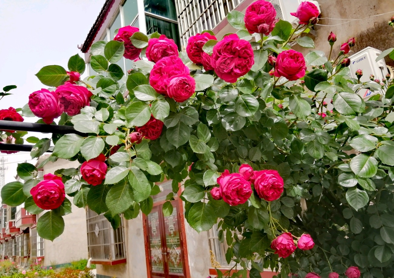 红龙月季的优缺点(红龙月季的养殖方法与好处)