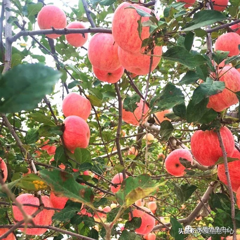 苹果成熟季节（23种苹果的品种产地及成熟时间）