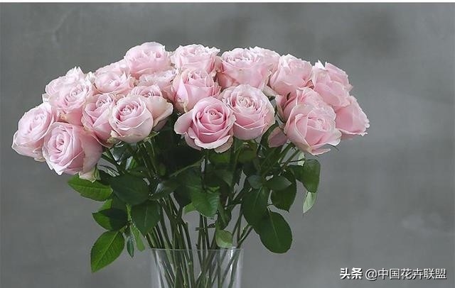 玫瑰花长什么样（26种常见玫瑰花品种集合）