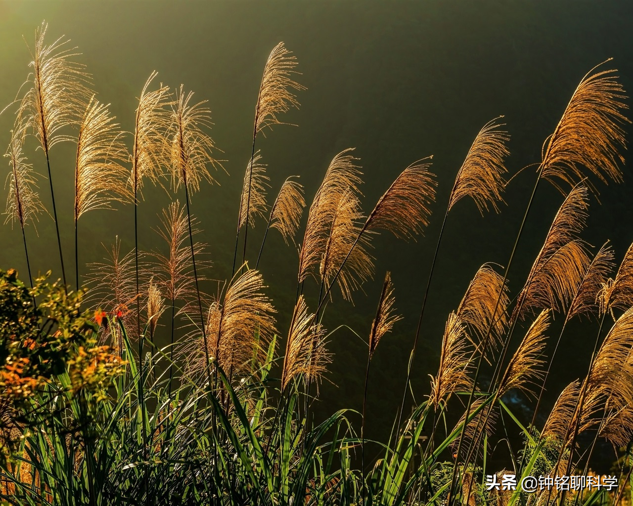 全城“围剿”！加拿大一枝黄花祸害我国多地，为什么这么难控制？