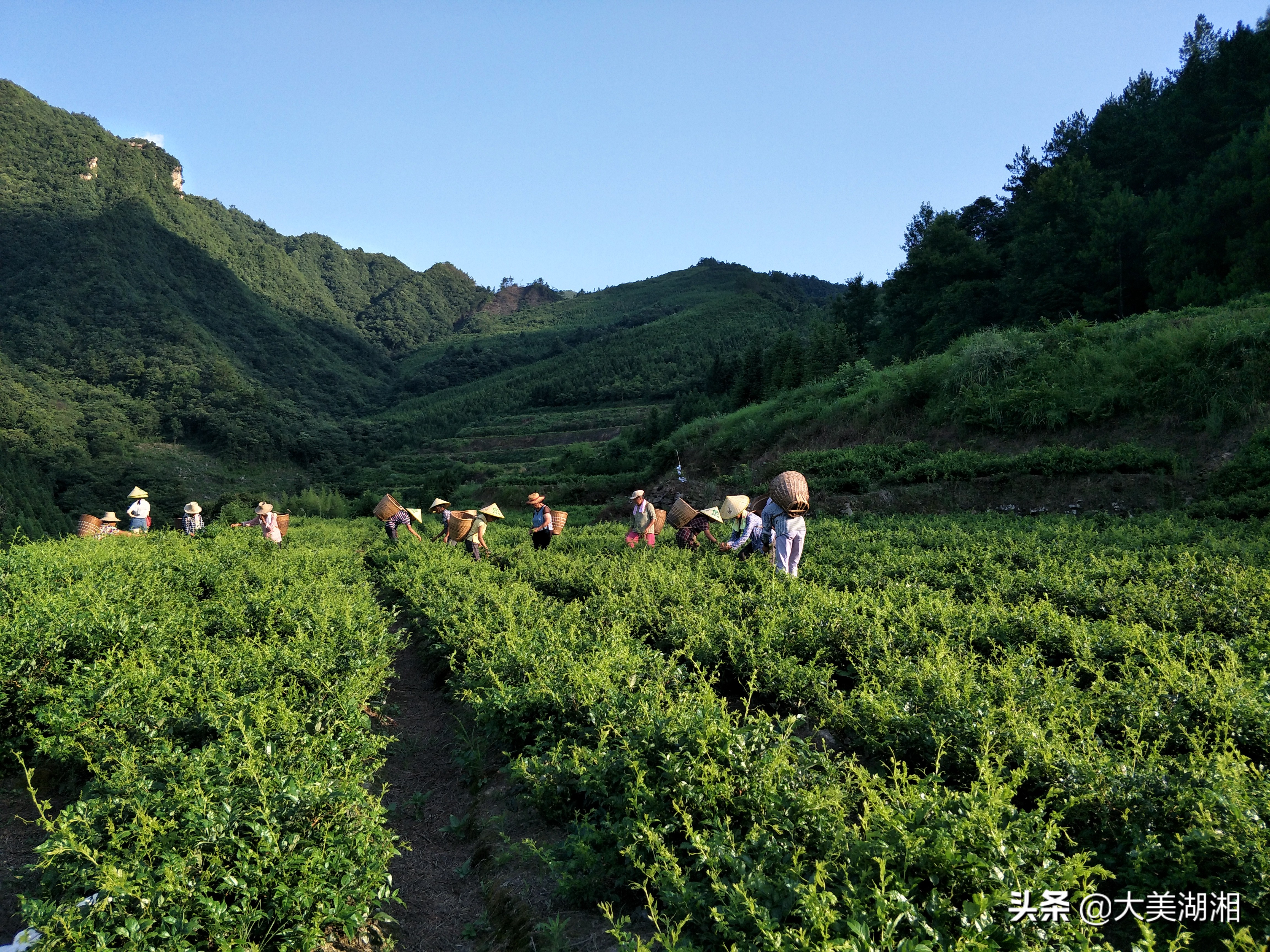 周芦屾：张家界莓茶产业发展的思考