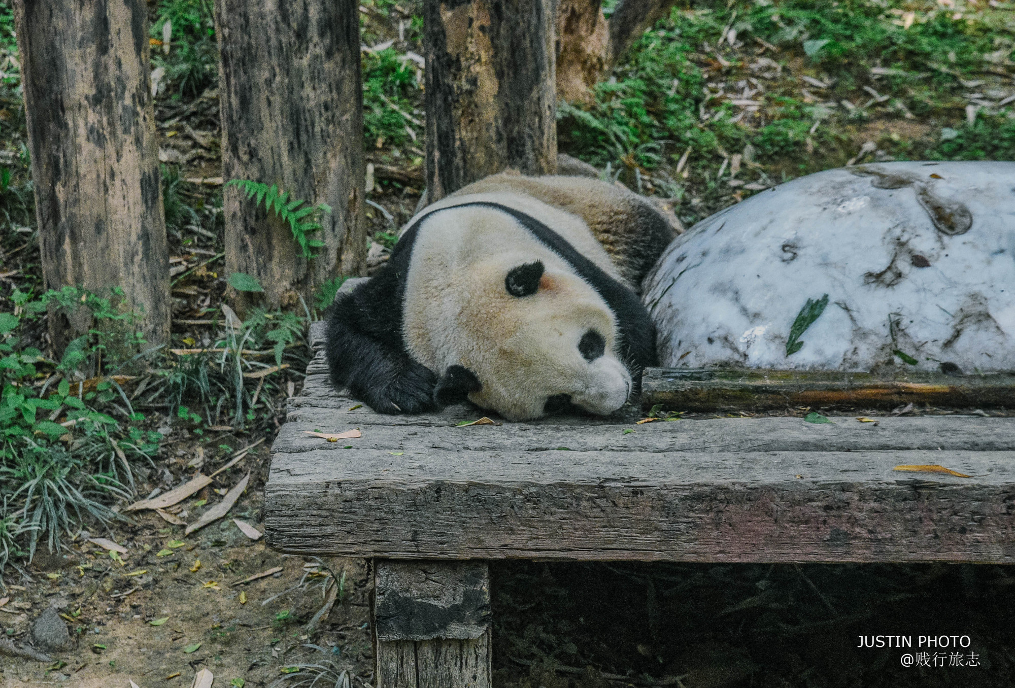 广东最大的动物园，也是中国最贵的动物园，外地游客爱来扎堆排队