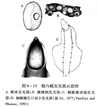 头足纲动物有哪些（大触手怪的神话大型头足类）