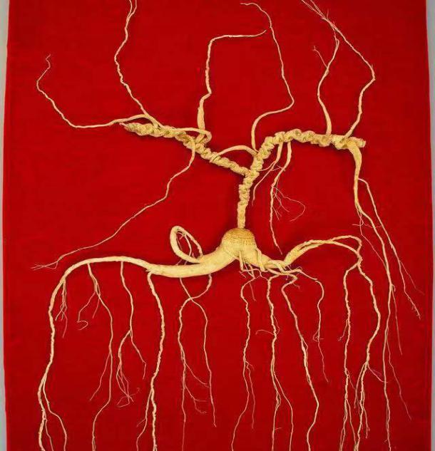 人参又名“人身”，与人齐寿；如何补身体，《神农本草经》说过了