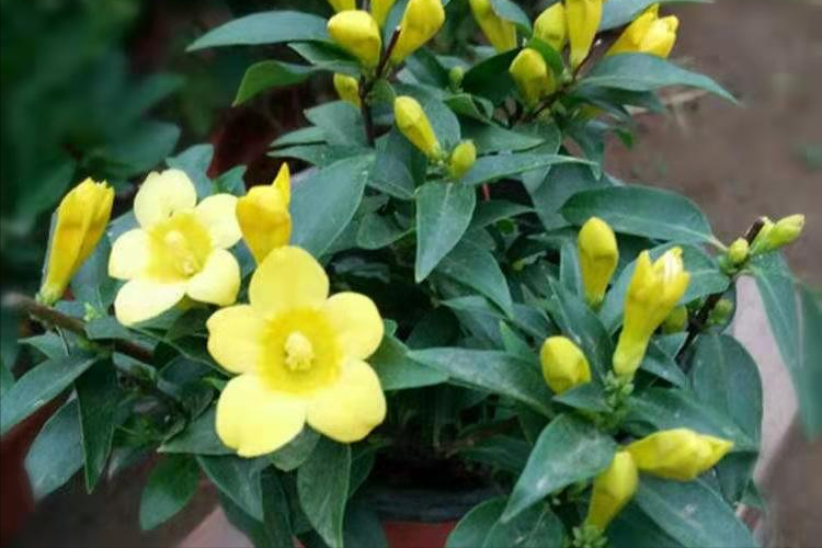 学会3点,就能养好法国香水茉莉花)