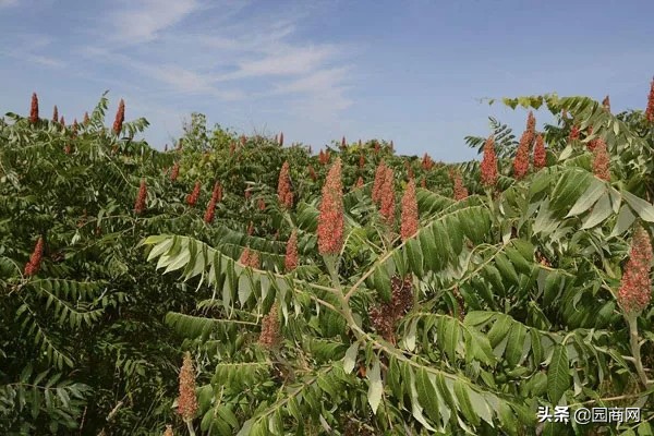 这8种树绿化效果好，又是难得的蜜源植物，花蜜营养价值极高