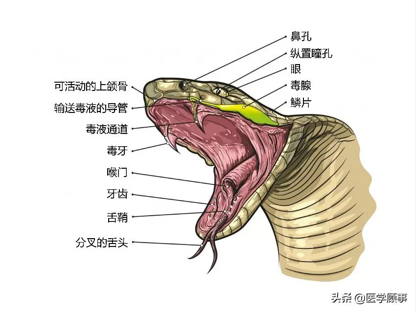 蛇的舌头的作用（一文了解关于蛇信子的作用）