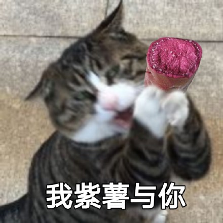 猫咪表情包：对不起，我是保安