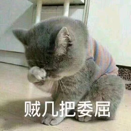 猫咪委屈表情包合集