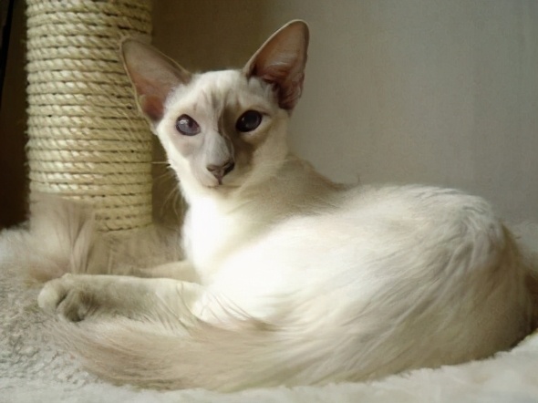 猫咪寿命排行榜，最长的猫可以活20年，你家猫上榜了吗？